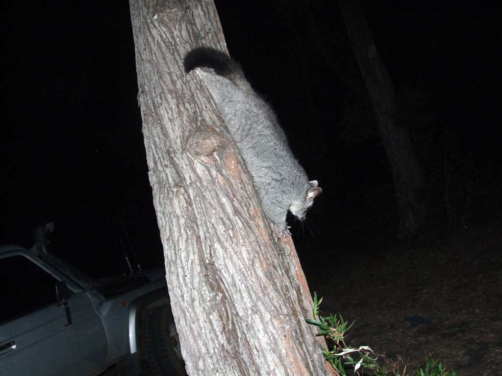 Point Rd campsite possums